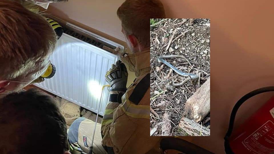 Die Schlange wurde behutsam eingefangen.