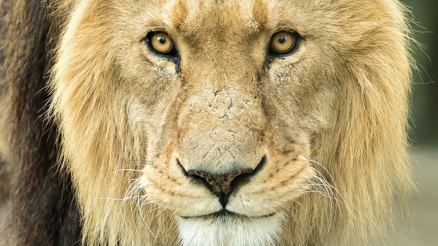 Löwenmännchen "Kiogo" ist momentan der Hahn im Korb.
