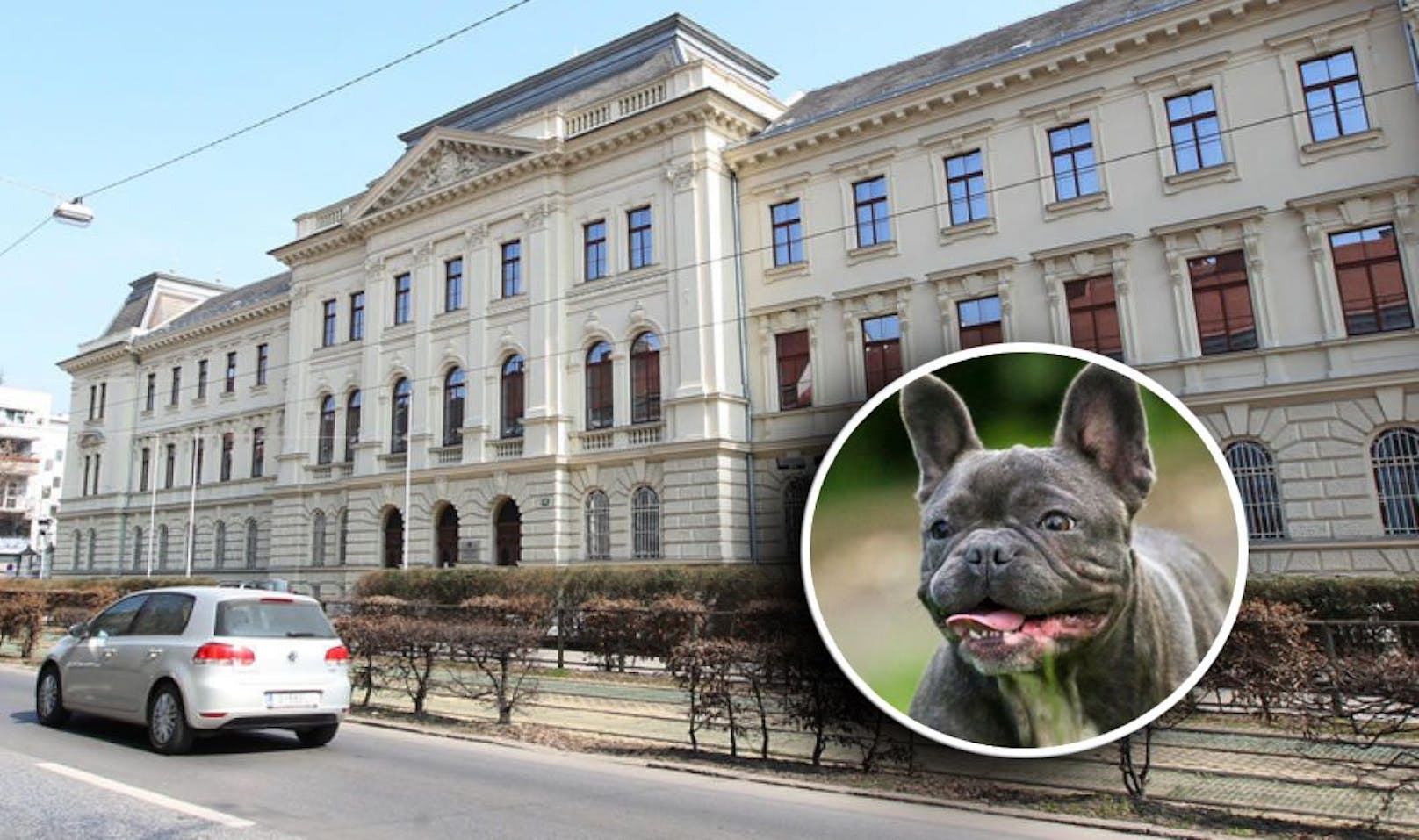 Die Französische Bulldogge wurde eingeschläfert; der Mann musste vor Gericht.
