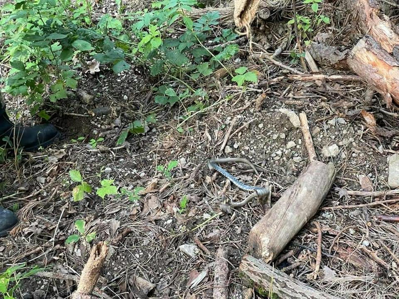 Feuerwehr fing die Schlange behutsam ein und ließ sie im Wald wieder frei.