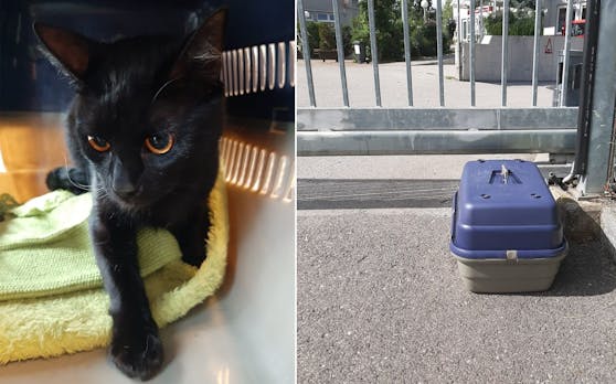 Der verängstigte "Thor" wurde heute Früh von einem Mitarbeiter des Tierschutz Austria gefunden.