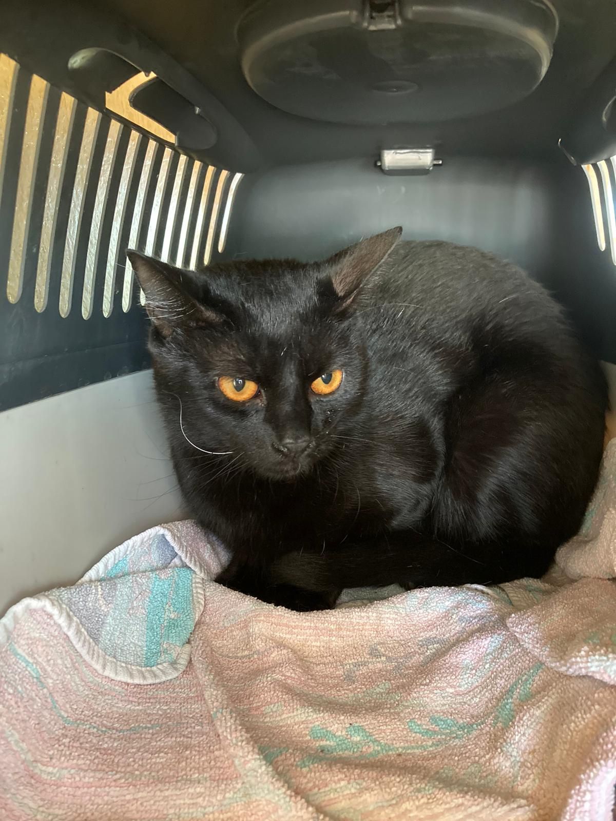 Kein Wasser, kein Futter - nur eine dünne Decke wurde "Thor" bei seinem herzlosen Lebewohl mitgegeben. 