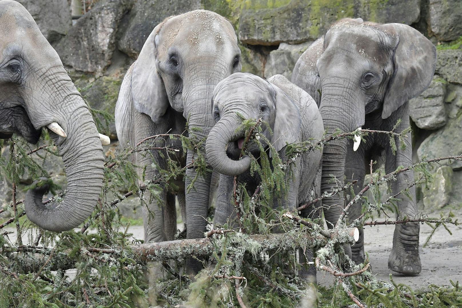 Bei den afrikanischen Elefanten besitzen Männchen sowie Weibchen Stoßzähne. 