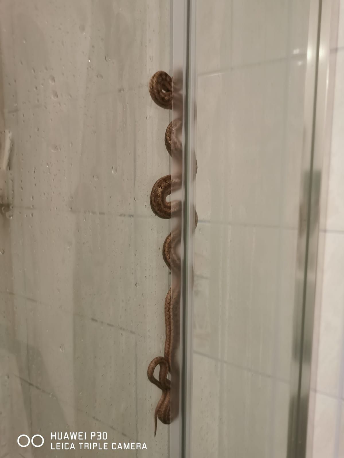 Horror-Erlebnis beim Duschen.