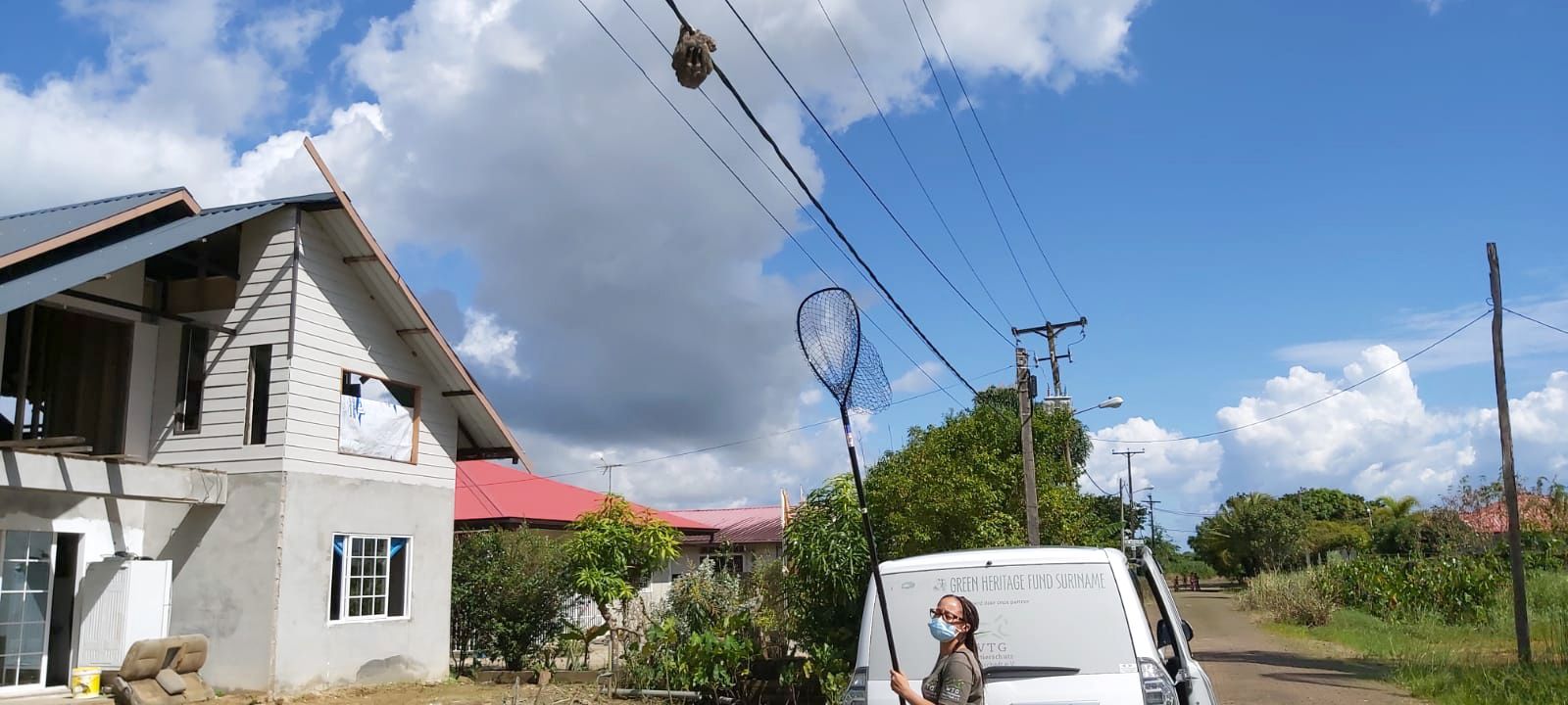 Ein kleines Faultier rettete sich in letzter Sekunde vor einem Hund auf eine Stromleitung. 