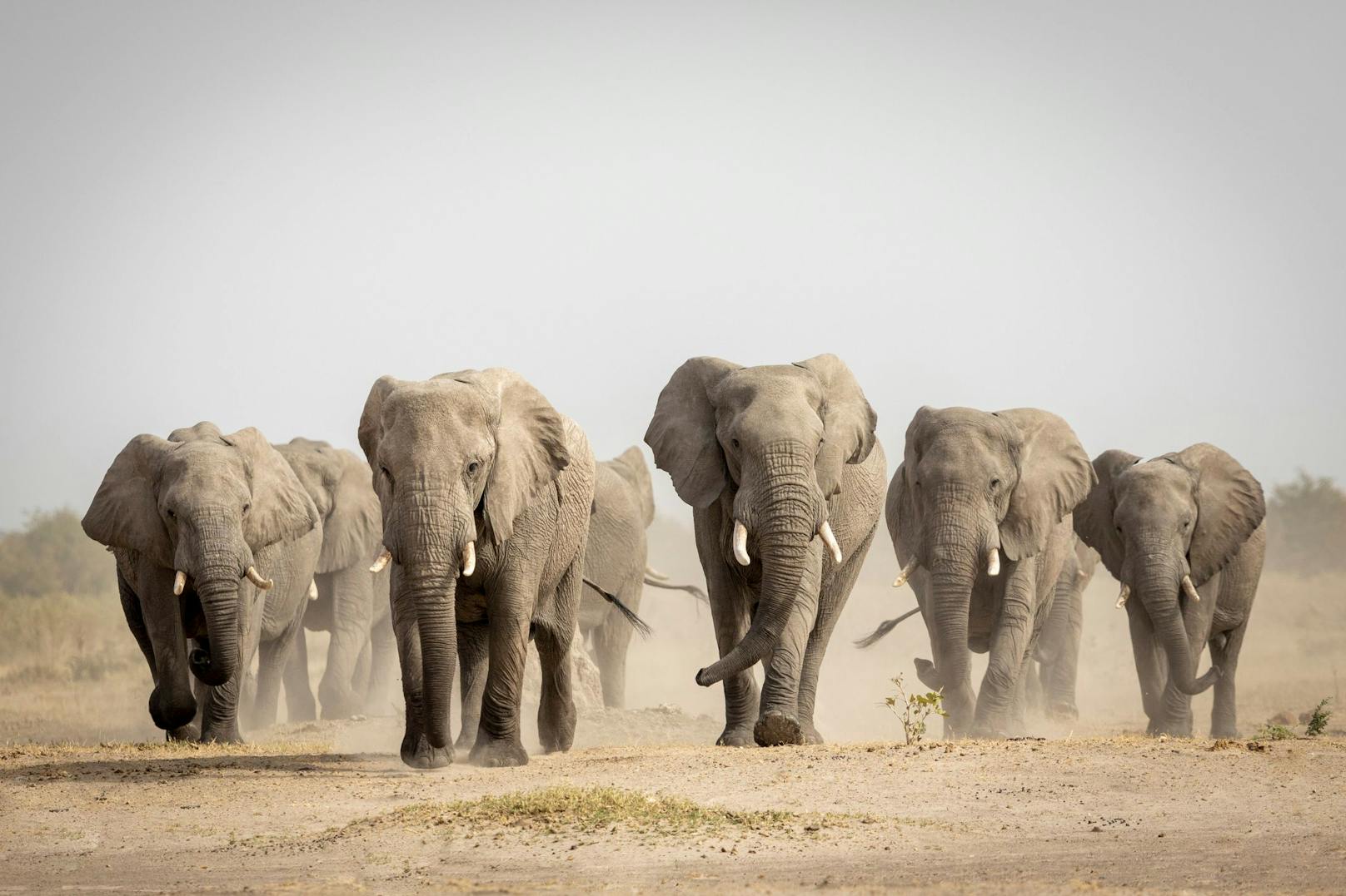 <strong>Gewusst?</strong> Elefanten sorgen mit ihrem Fußabdrücken beim Graben nach Wasser meistens für ein "Mini-Biotop" für andere Lebewesen. <br>