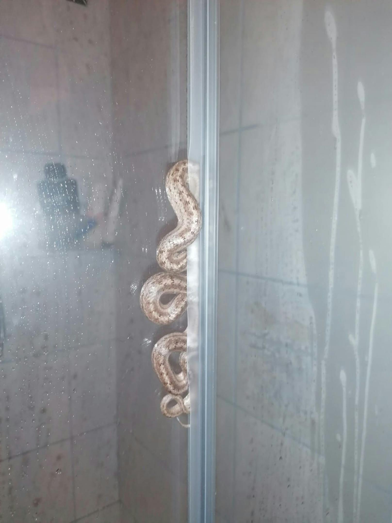 Diese Schlange machte es sich unter Dusche mit Thomas Friedrich bequem.