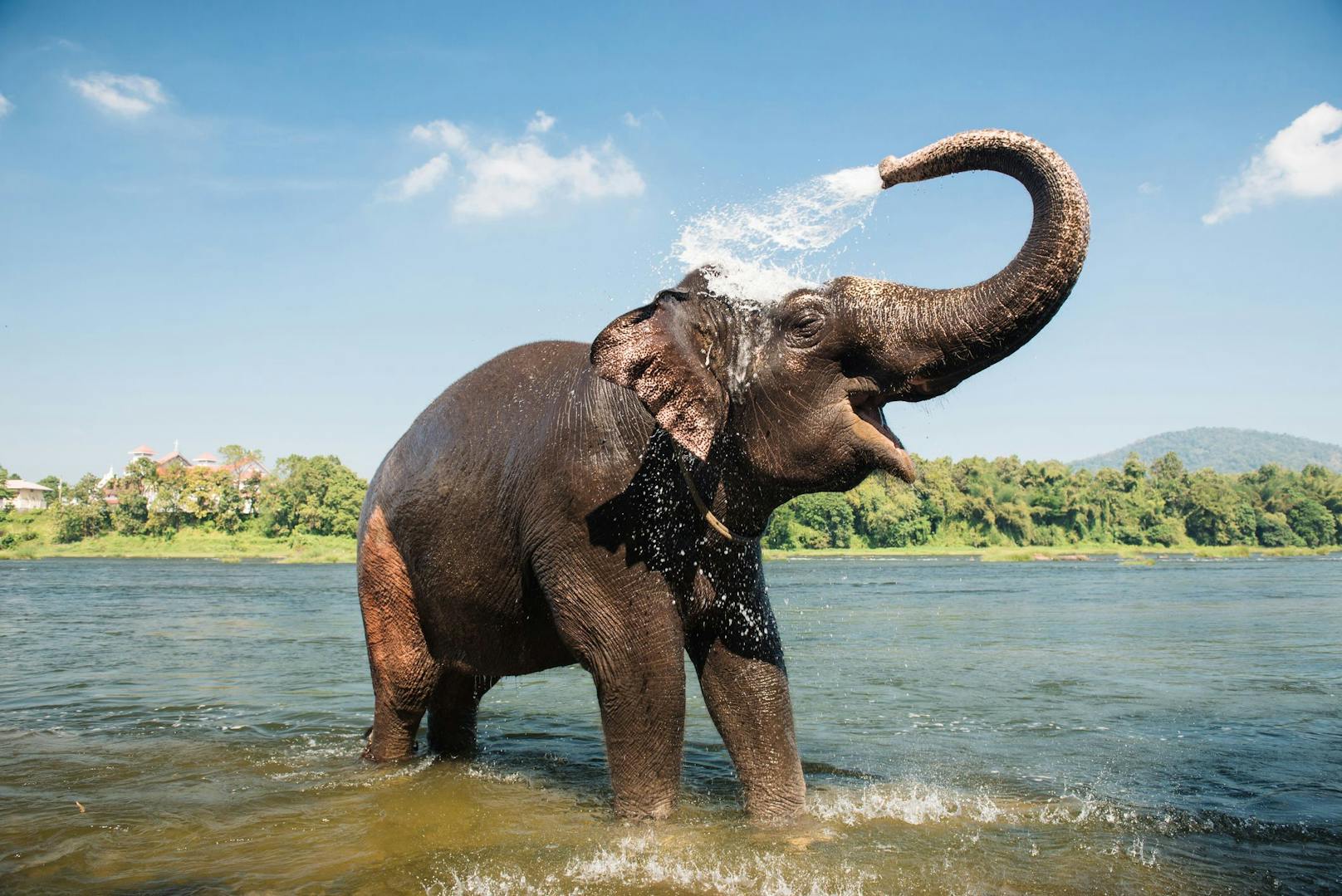 <strong>Gewusst? </strong>Elefanten haben so stabile Lungen, dass sie mit ihrem 1m50 langen Rüssel entspannte Schnorchel-Ausflüge unternehmen können. Wir könnten mit so einem langen Schnorchel aufgrund des Drucks nicht atmen. <br>