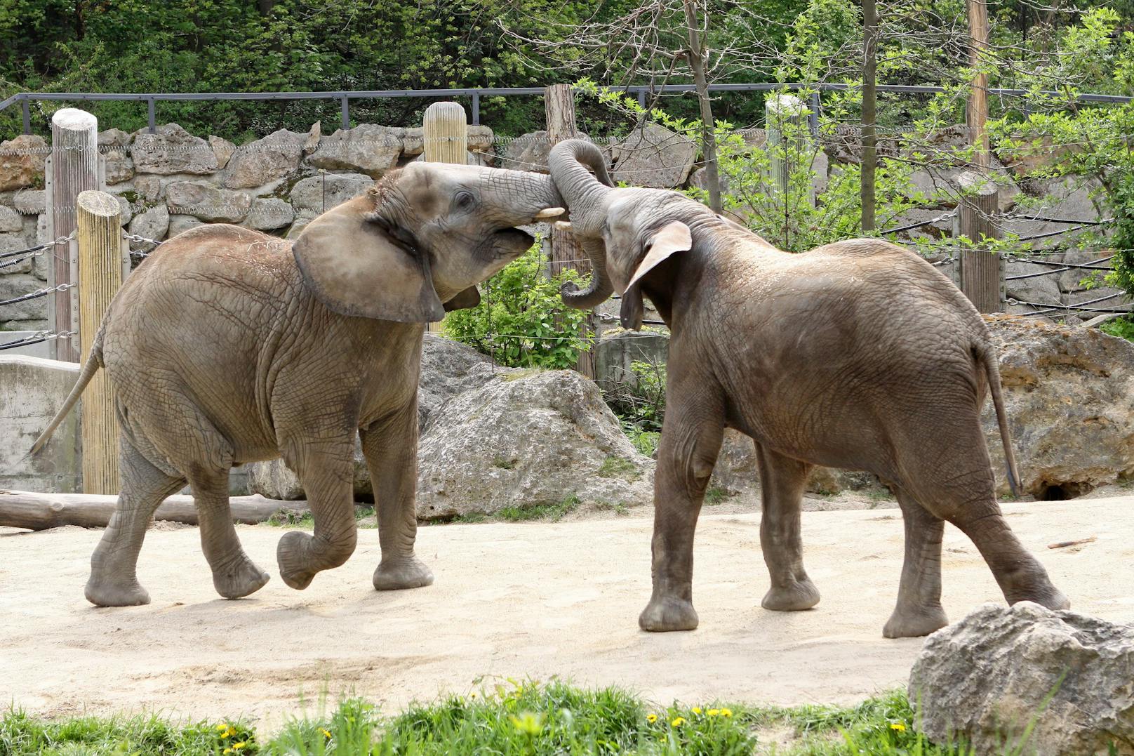 Der Elefantenbulle "Tembo" kam erst am 05.11.2020 in Schönbrunn an. <a href="https://www.heute.at/s/neuer-elefantenbulle-in-schoenbrunn-angekommen-100110991"><em>"Heute"</em> berichtete. </a>