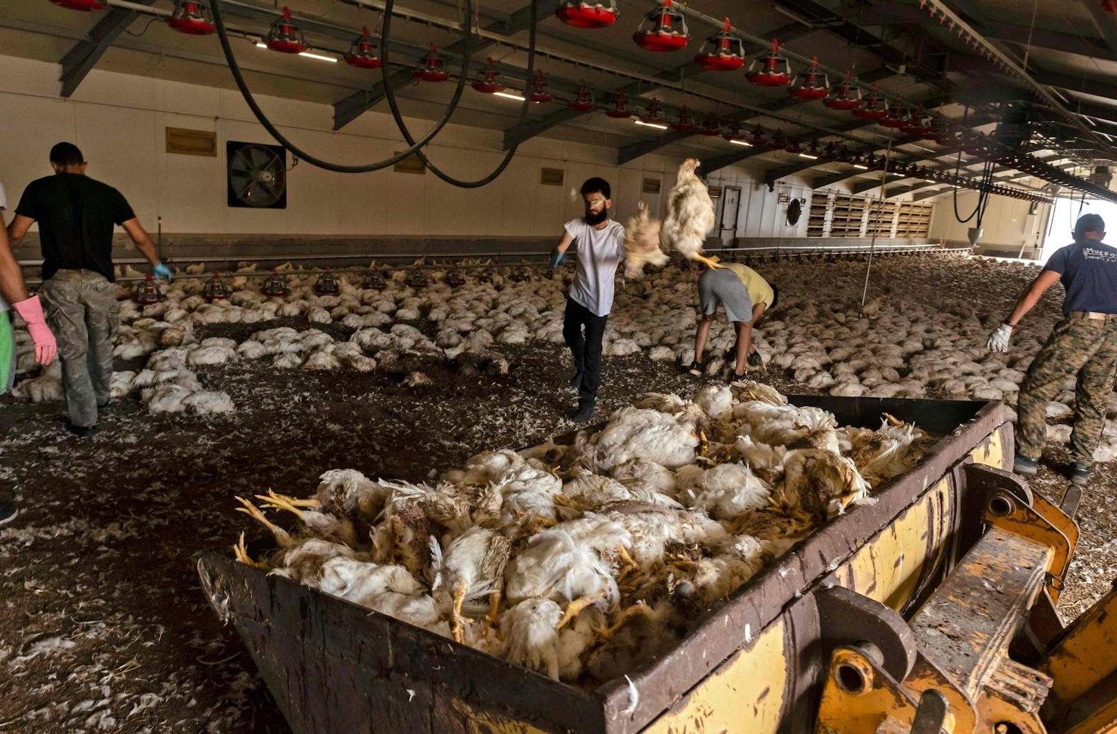 Mehr als 80.000 Hühner sind auf einer Farm im zypriotischen Ort Ora verendet.