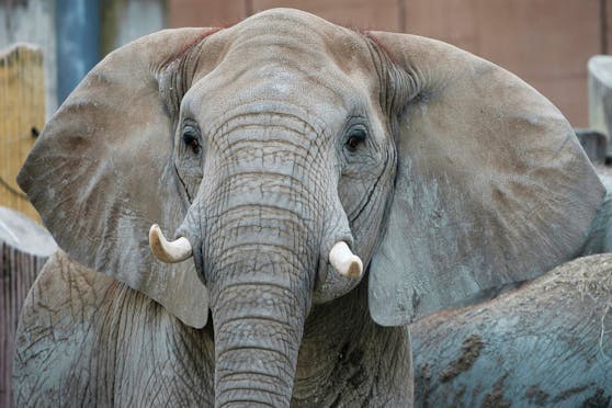 Die "Chefin" in Schönbrunn ist Leitkuh "Tonga".