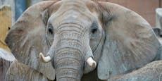 Ein "Töröööööö" zum Welt-Elefanten-Tag aus Schönbrunn