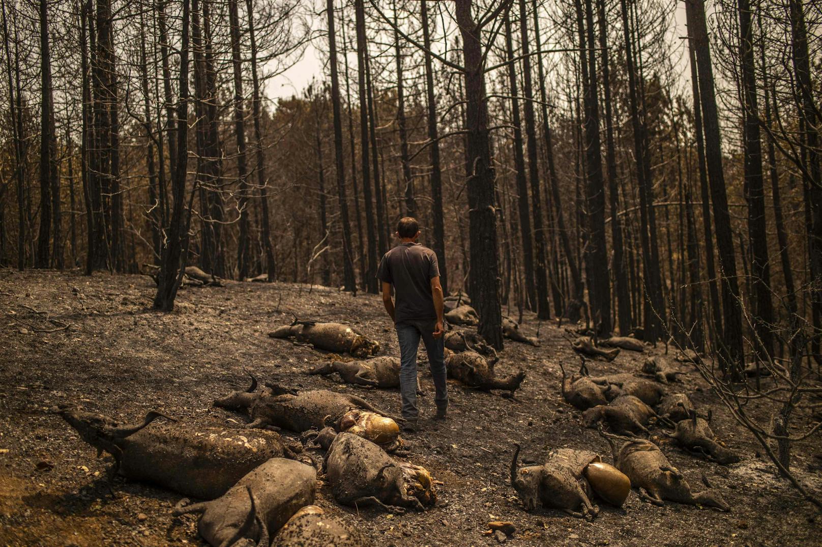 Ein Schafbauer im Dorf Kerasia auf Euboea vor den Trümmern seiner Existenz: 372 Tiere seiner Schafherde starben im Feuer. 