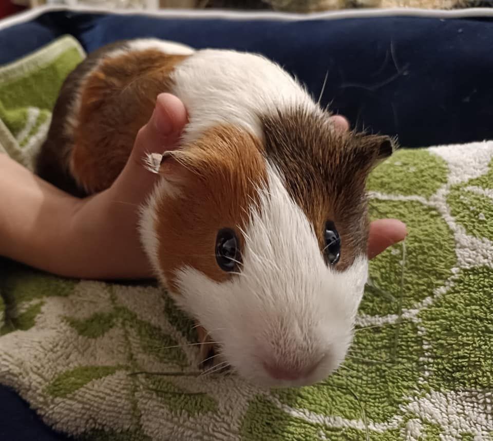 Eines der kleinen Nager, die gerettet wurden.&nbsp;