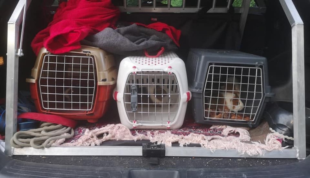 Die Tiere konnten eingefangen werden.