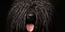 Puli - der "Bob Marley" der Hunderassen