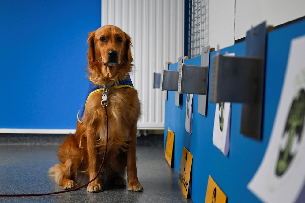 Der zweijährige Golden-Retriever Pokaa hat wohl momentan die beste Schnüffelnase Frankreichs. 