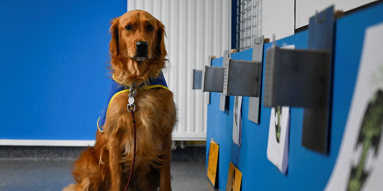 Nase aus Gold - Retriever testet Corona in Altersheimen - Vimarsana News