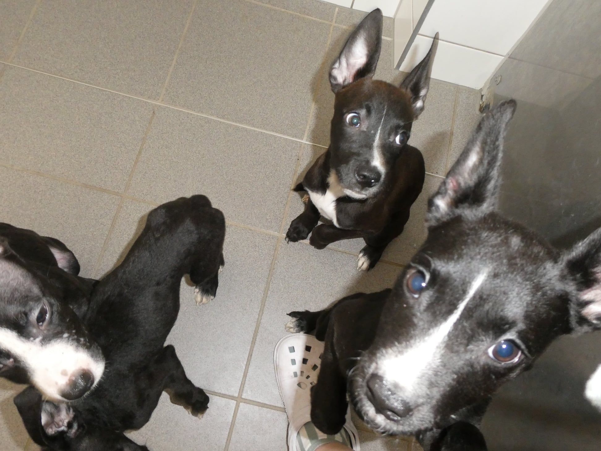 Die jungen Stafford Welpen wurden ausgesetzt.