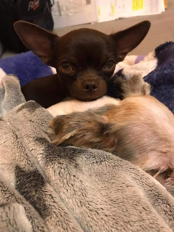 Die kleine Hundedame wurde aus dem Garten gestohlen.