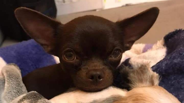 Die kleine Hundedame wurde aus dem Garten gestohlen.