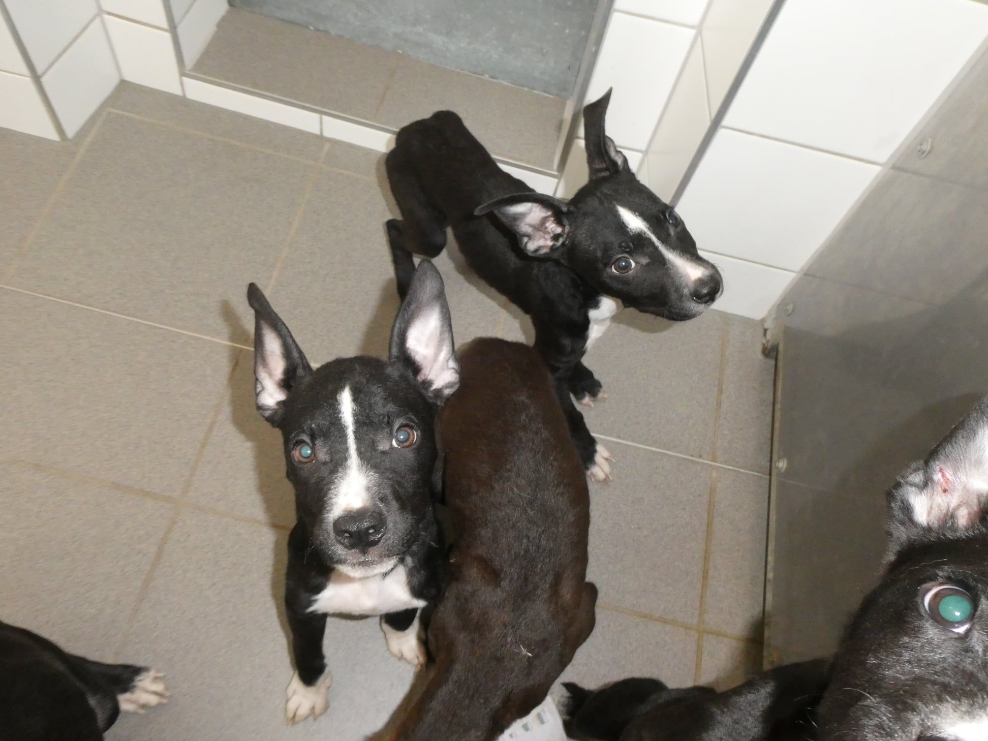 Die Kleinen sind nur Haus und Knochen.