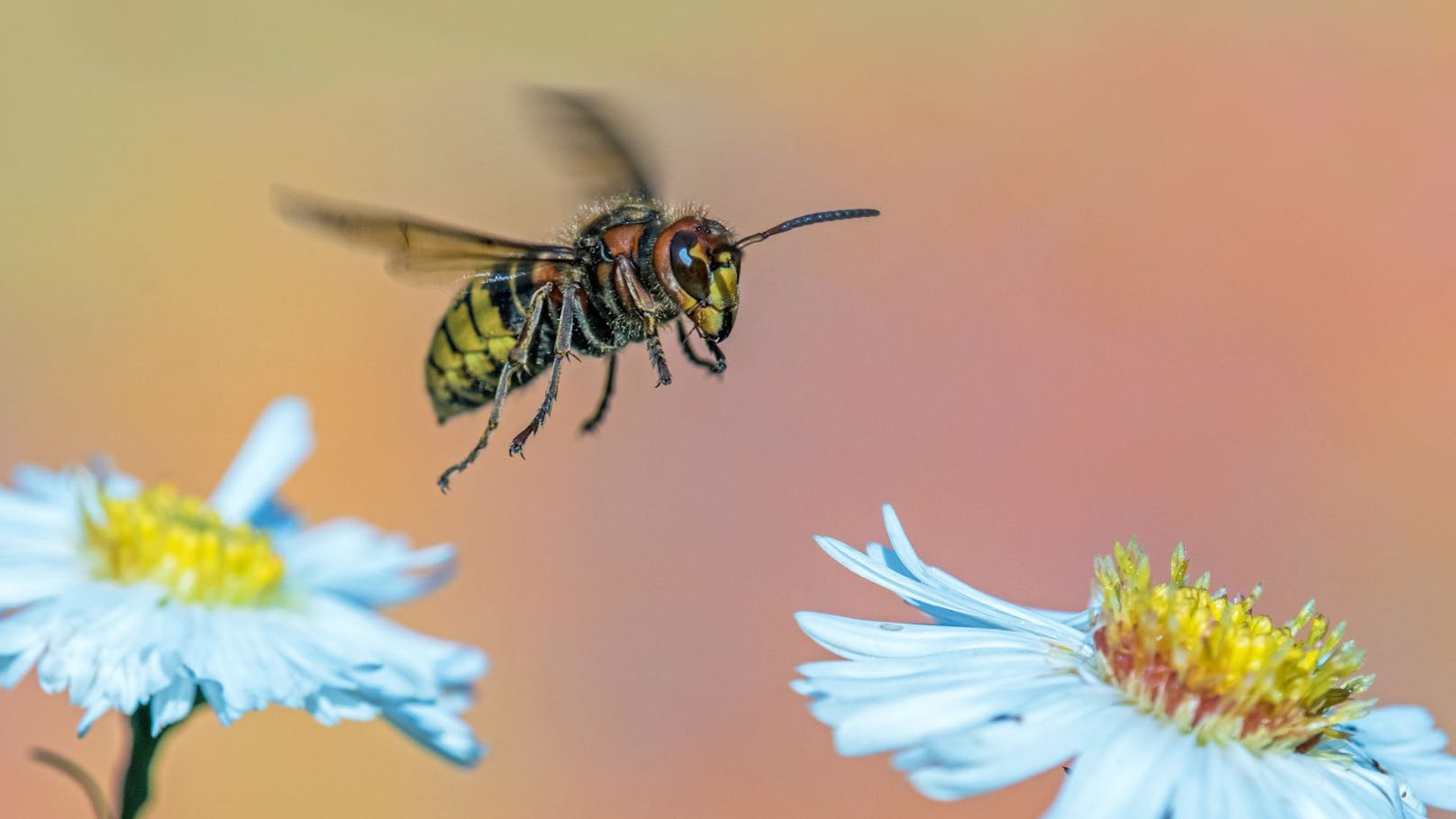 Gerade im August sind Wespen viel lästiger als vorher. Warum? 