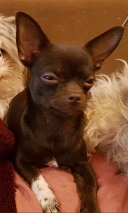 Das Mädchen im Rollstuhl vermisst ihren Hund.