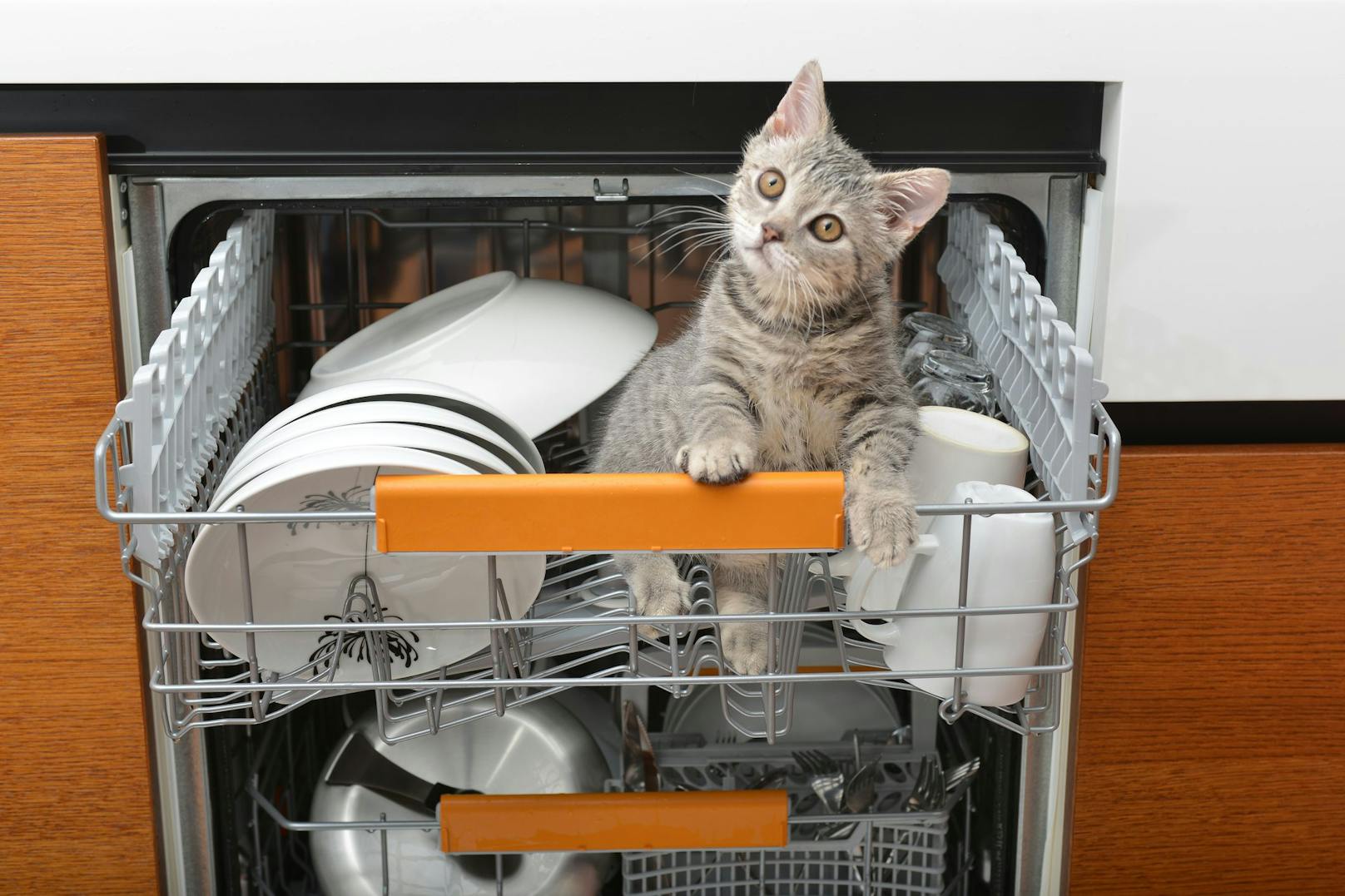 6.) Den Geschirrspüler voll beladen. Aber vor dem Start die Katze entfernen.