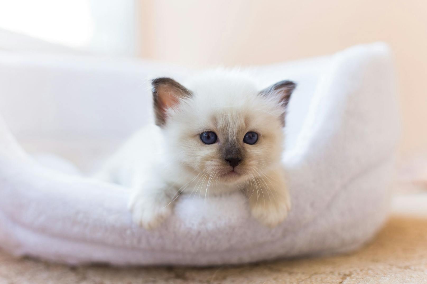 Kätzchen kommen vollständig weiß zur Welt - ihre Abzeichen entstehen erst nach ein paar Tagen. <br>