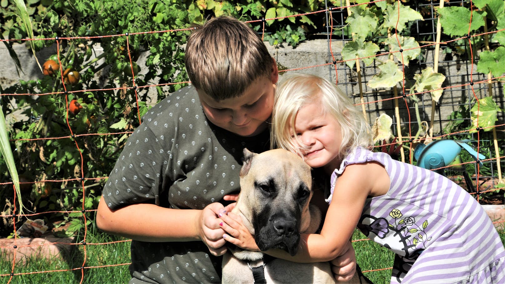 Bei Familie Loyen fand der Mastif-Mischling nun ein liebevolles Zuhause. Luca (12), Lia (3) und "Serrano" sind ein Herz und eine Seele.