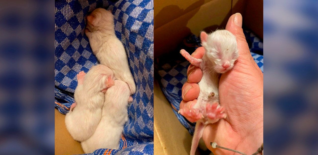 Die Kätzchen waren erst wenige Tage alt.