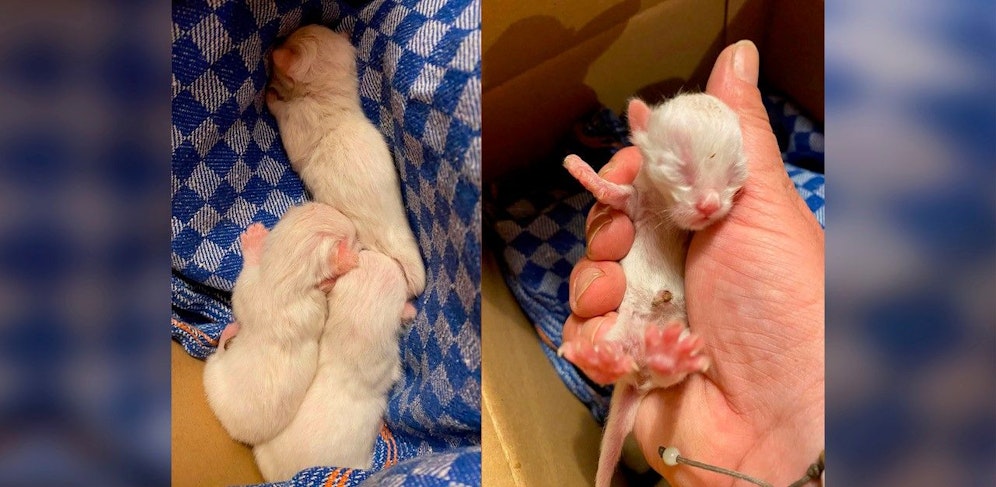 Die Kätzchen waren erst wenige Tage alt.
