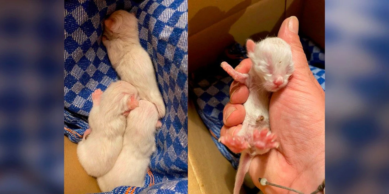 Mama verschwunden: Drei Katzenbabys vor Tod gerettet - Vimarsana News