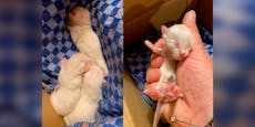 Mama verschwunden: Drei Katzenbabys vor Tod gerettet