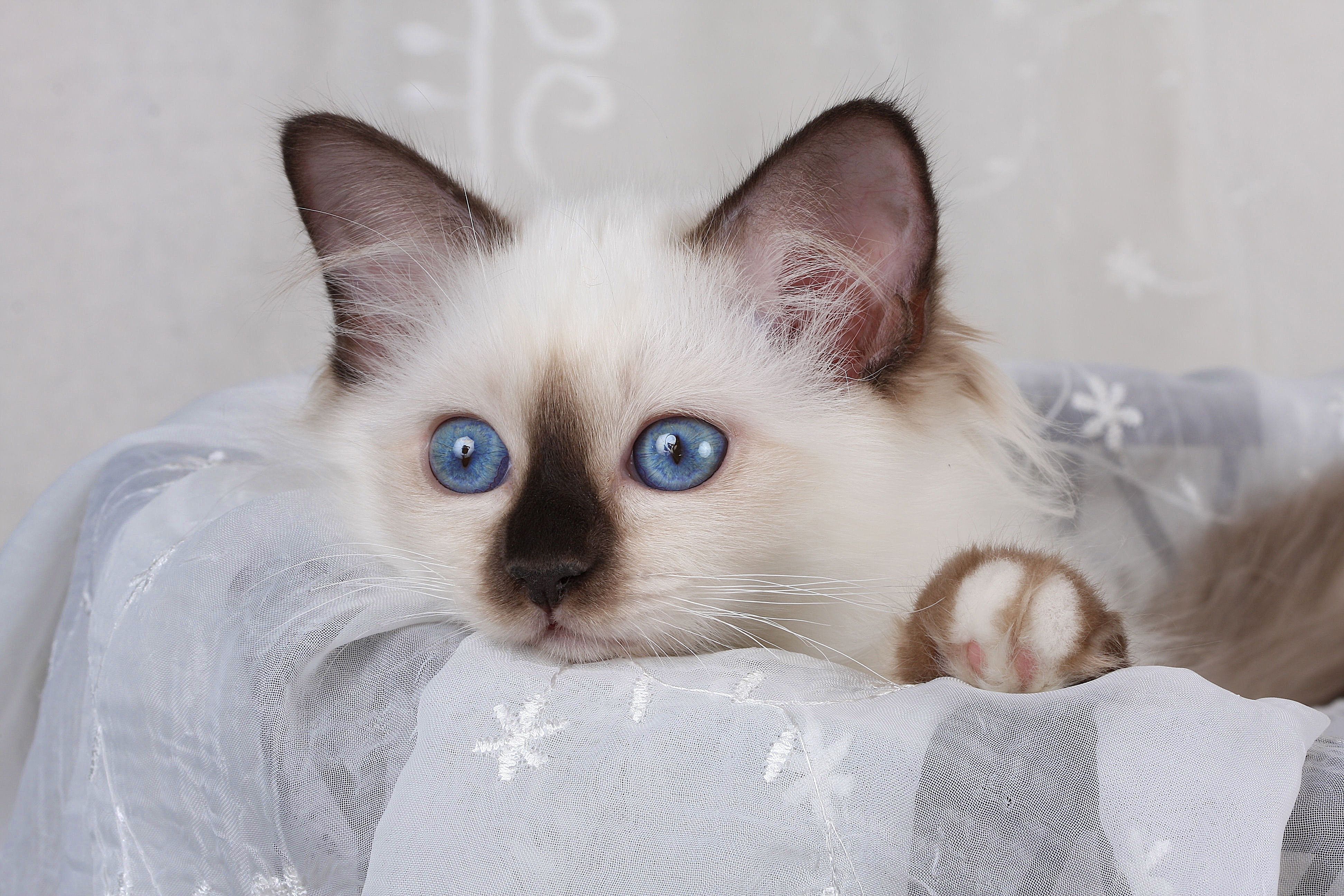 Um die französische Rasse rankt sich eine orientalische Legende