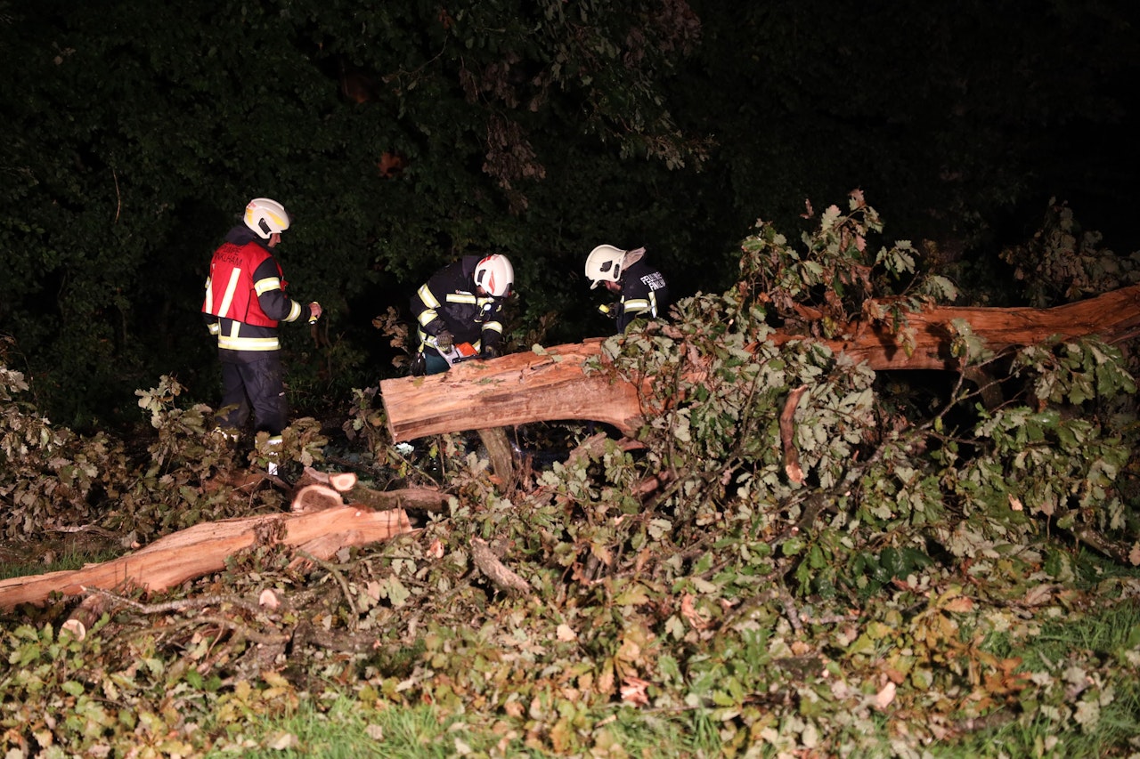 Heute.at - Lenker wich Baum aus, da stürzt 25-Meter Baum auf Pkw