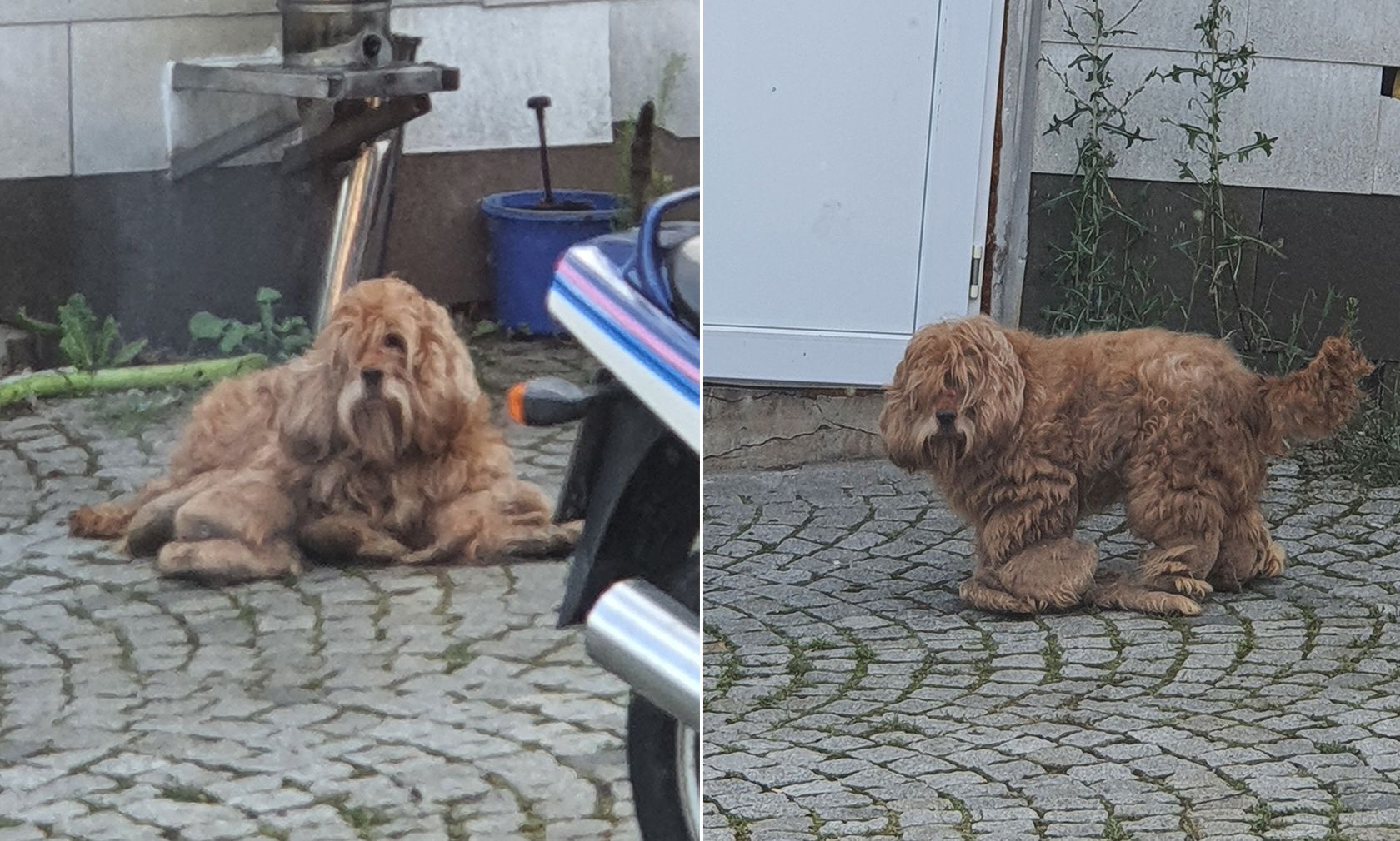 Wieso hilft man diesem Hund einfach nicht????? 