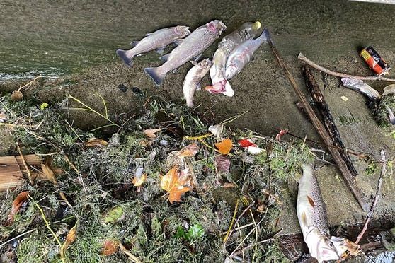 Massives Fischsterben in der Fischa