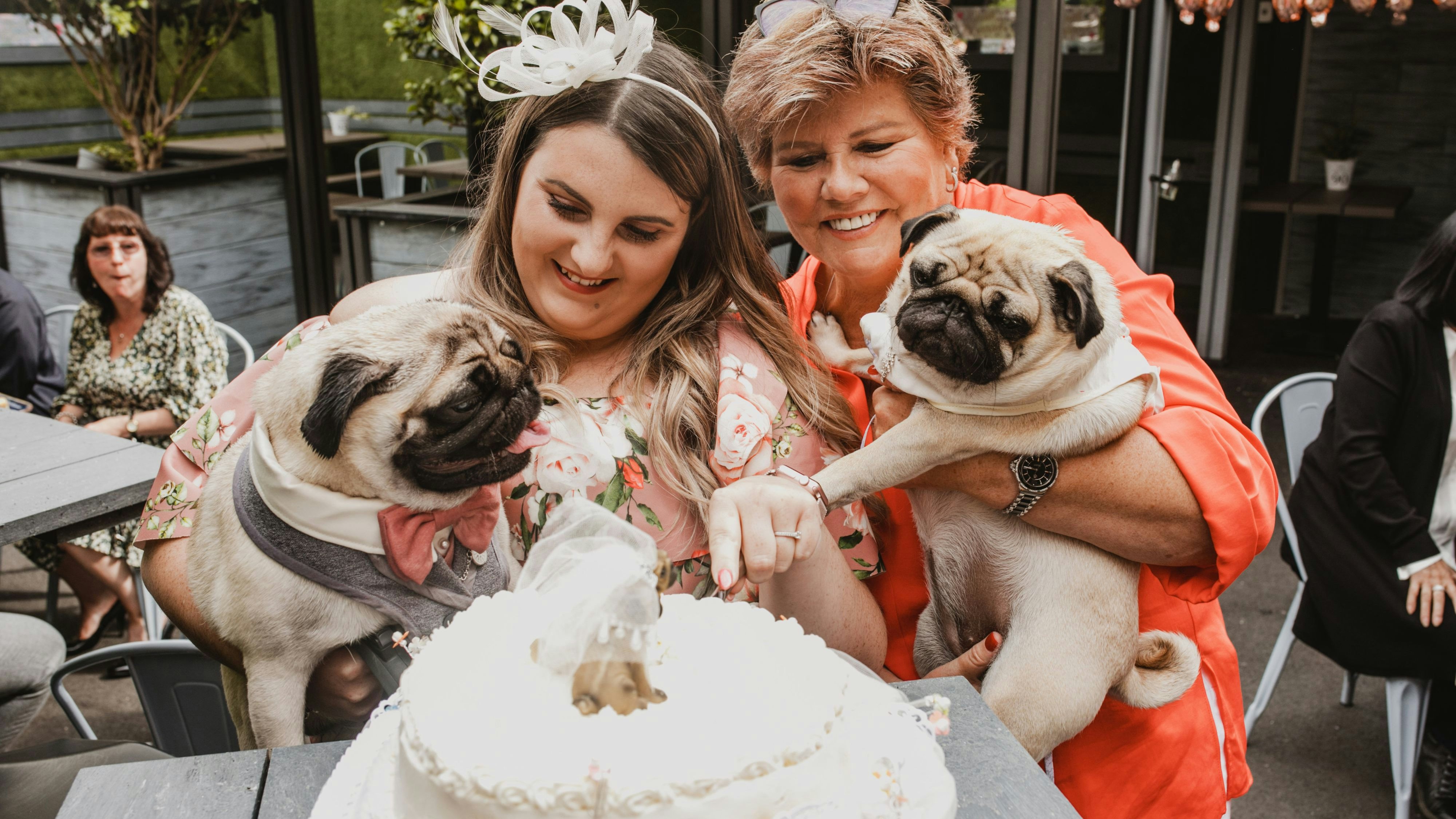Möpse "Percy" und "Mable" gaben sich im englischen Brighton das Ja-Wort. 