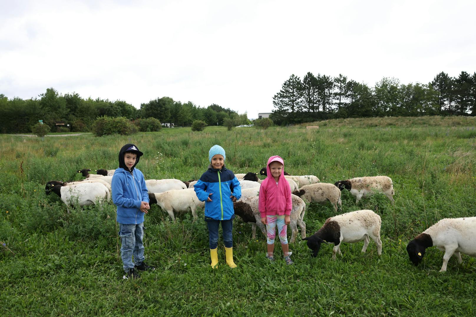 Doch die Skepsis war rasch überwunden. Noah, Erik und Zoe freuten sich, als die Schafe von sich aus näher kamen.