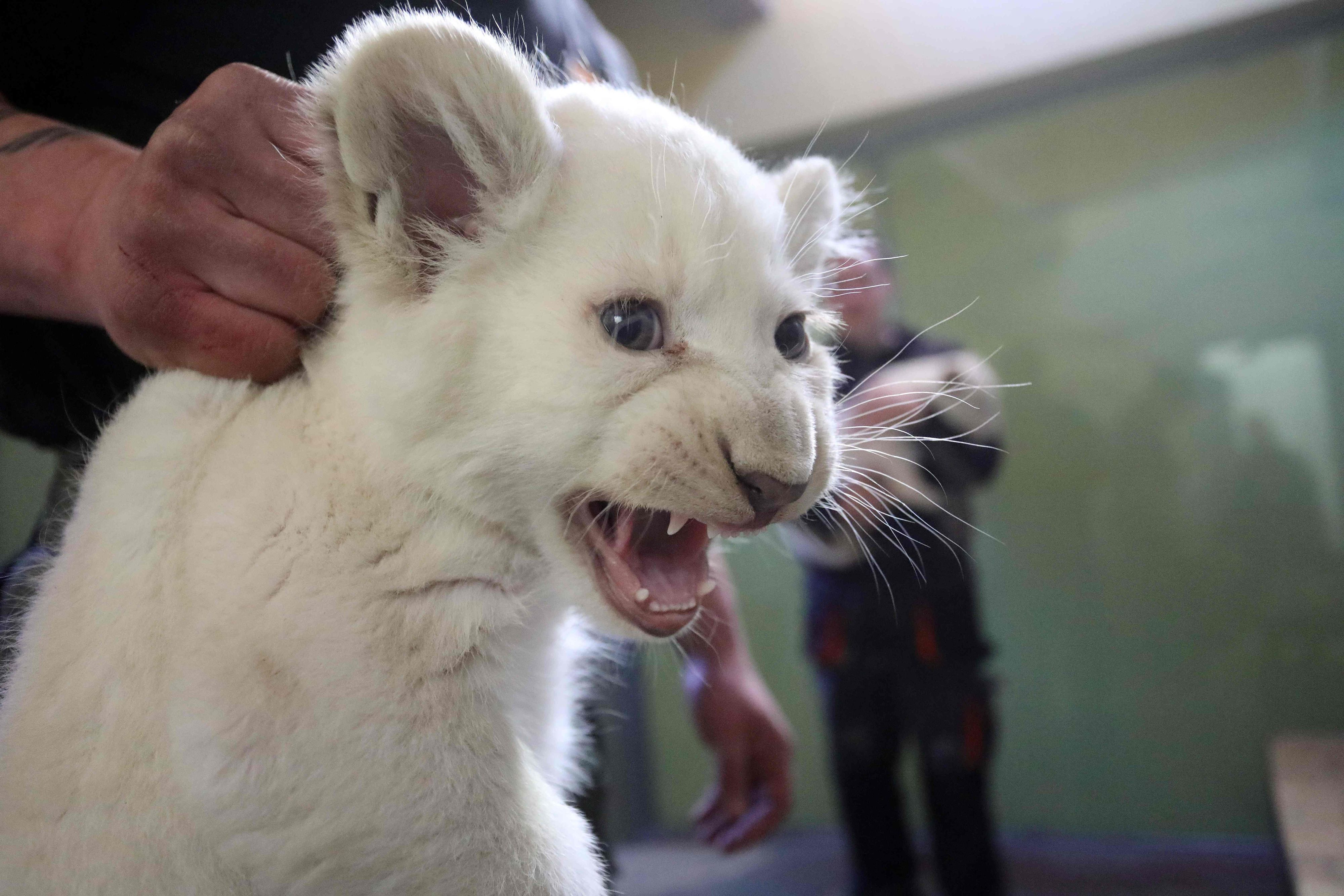 Download von www.picturedesk.com am 17.08.2021 (19:04).  One of two white lion cubs hisses during its vaccination at the zoo in Hodonin, southern Moravia, 60 km South of Brno, on February 5, 2019. - The lion cubs were born at the end of 2018. (Photo by Radek Mica / AFP) - 20190205_PD3744 - Rechteinfo: Rights Managed (RM) Nur für redaktionelle Nutzung! Werbliche Nutzung erfordert Freigabe: bitte schicken Sie uns eine Anfrage.