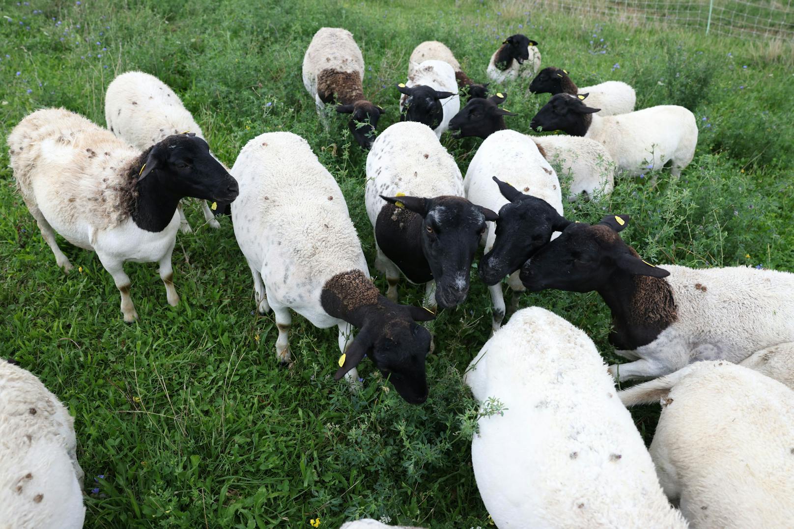 Die Anrainer des Kellerbergs würden sich freuen, denn sie haben "ihre" Schafe bereits fest ins Herz geschlossen.