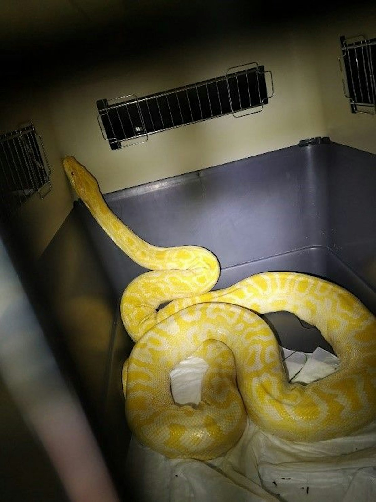 Im Bereich der Autokaderstraße 9 in Wien Floridsdorf versteckte sich dieser Tigerpython im Gebüsch.