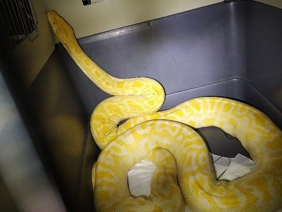 Im Bereich der Autokaderstraße 9 in Wien Floridsdorf versteckte sich dieser Tigerpython im Gebüsch.