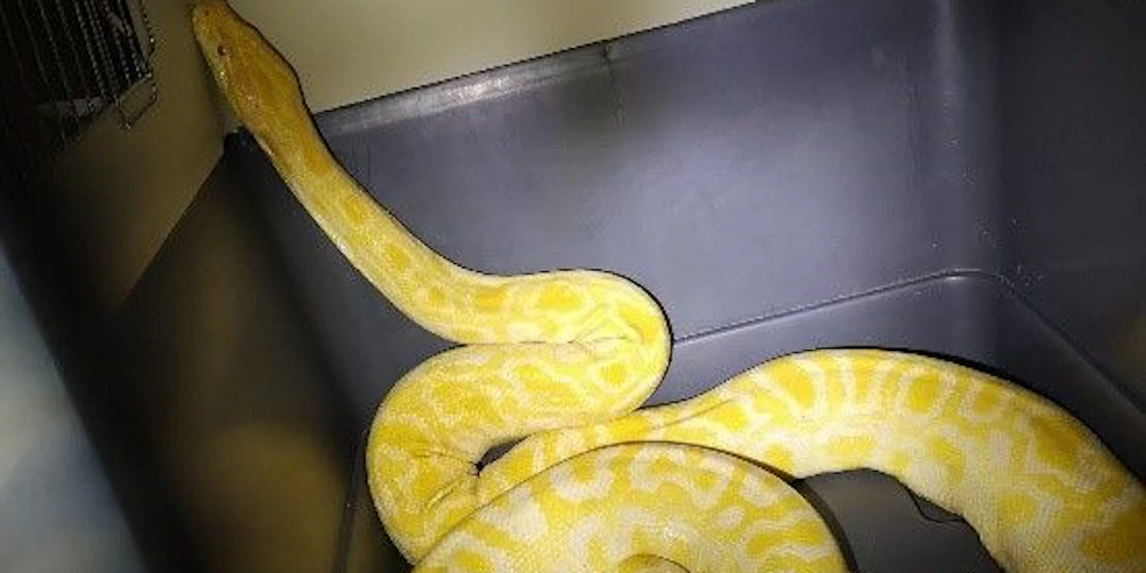 4-Meter-Tigerpython aus Gebüsch in Wien gerettet - Vimarsana News