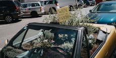 Kräuterbeet im Peugeot-Cabrio: Nun spricht der Besitzer