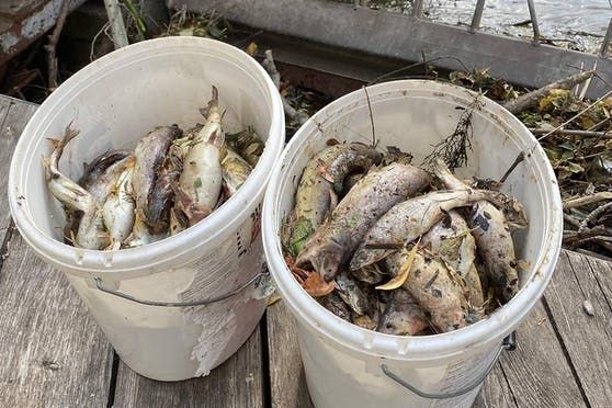 Massives Fischsterben in der Fischa