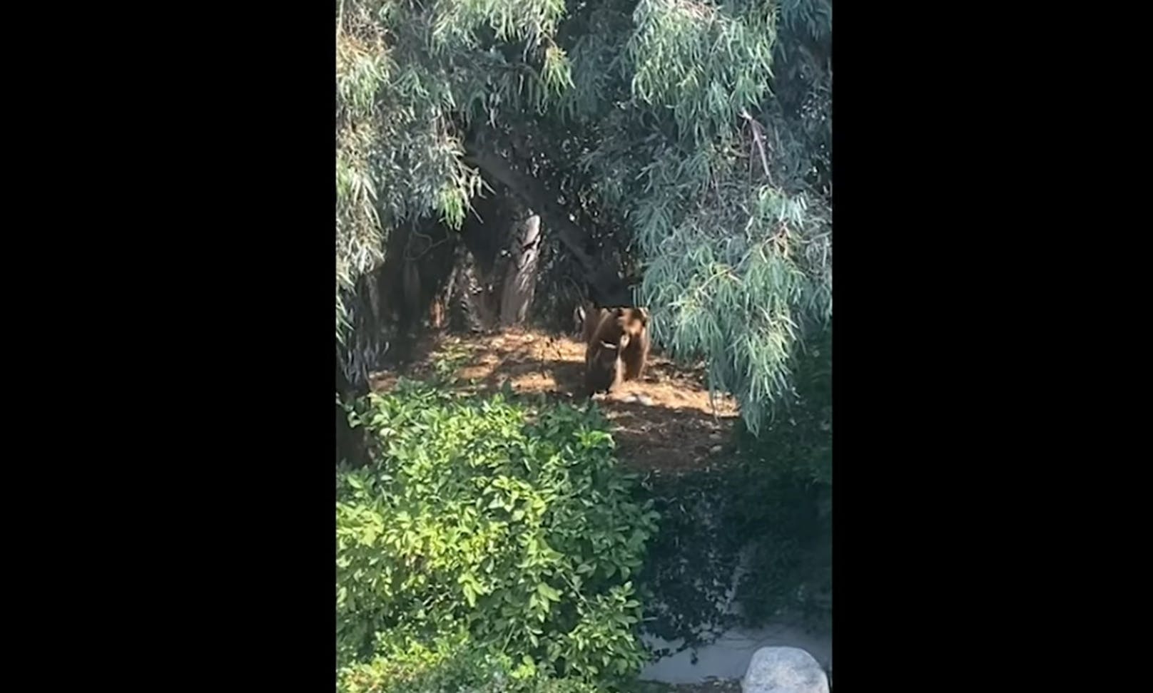 Eine Braunbären-Mama schlich sich mit ihren zwei Jungtieren in einen Garten. 