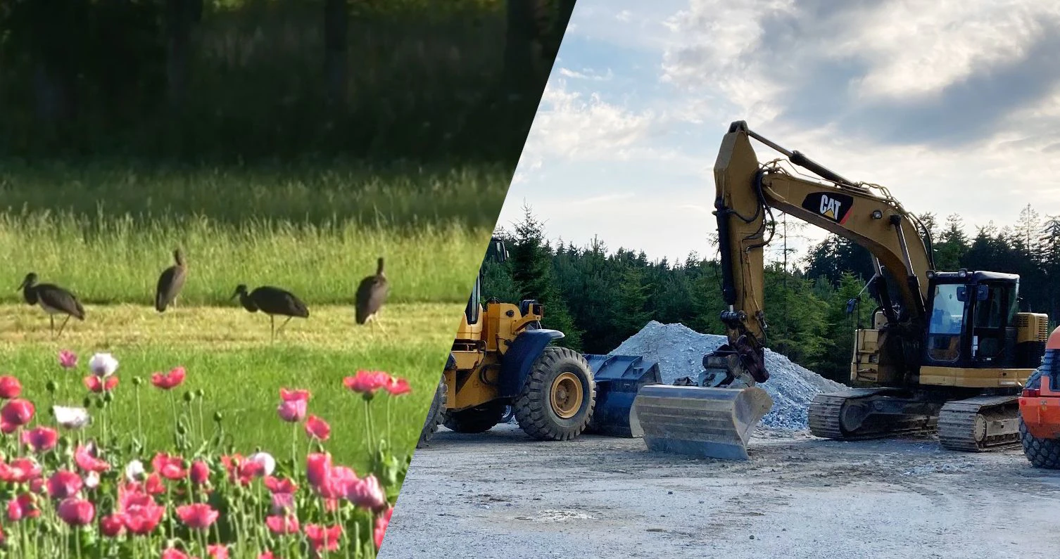 Links vier Störche, rechts die Bau-Arbeiten.